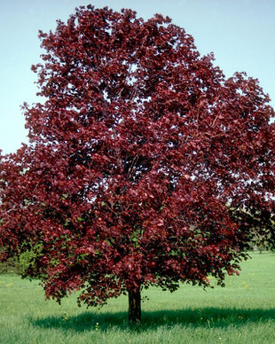 Acer platanoides Royal Red