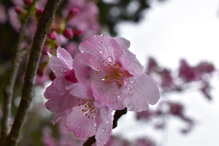 村山観音に咲いてた桜