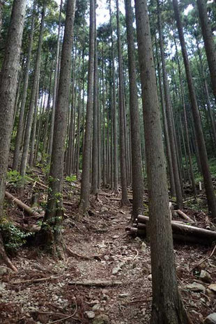 いきなりの急登坂なので、キツイっす。