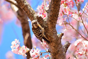 コゲラ　2020年3月24日　・今年は、１０日ほど、桜の開花が早い