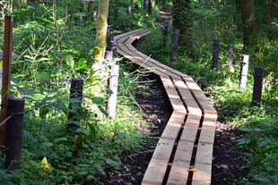 2020年9月30日　・水脈保護のため設けられた木道