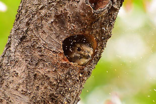 コゲラ　2020年3月30日　・木屑を巣の外へ排出。