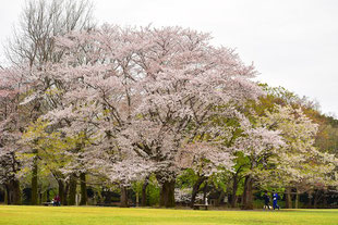 2020年3月30日　桜の広場