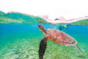 ウミガメの写真集はコチラヘ（海の生き物のページに移動します）