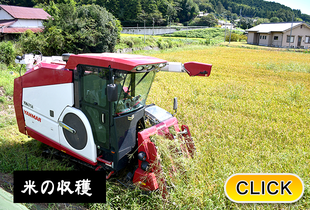 2025/9/29  米の収穫 始めました