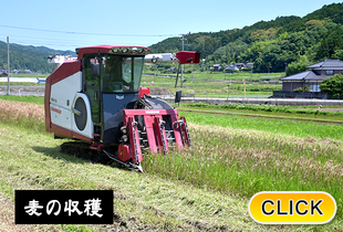 2026/6/29  麦の収穫