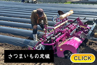 2025/5/26  さつまいもの定植