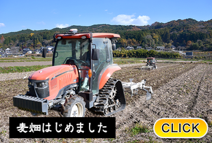 2025/12/10 麦畑はじめました