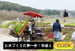 2026/5/8 お米づくりの第一歩！田植え