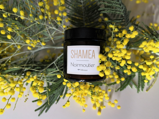 Le mimosa parfume votre maison.