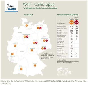 Wolf – Totfunde in Deutschland, Monitoring 2000-2025, Stand: 14.04.2025, Grafik-Quelle: NABU