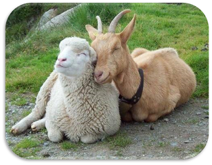 Bouc et agneau amis