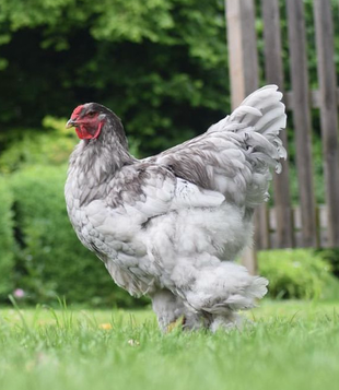 Brahma Hahn in Blau