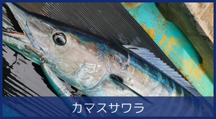 カマスサワラ