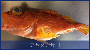 アヤメカサゴ