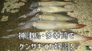 神津島・多幸湾でケンサキイカ好調！