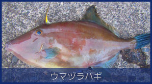 ウマヅラハギ