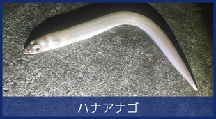 ハナアナゴ