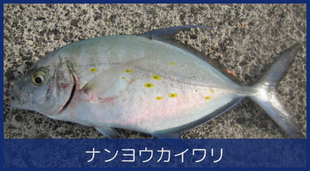 ナンヨウカイワリ