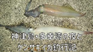神津島・多幸湾のよるとケンサキイカ釣行記