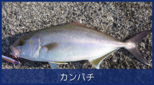 カンパチ