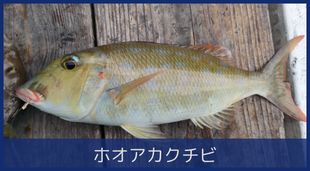 ホオアカクチビ