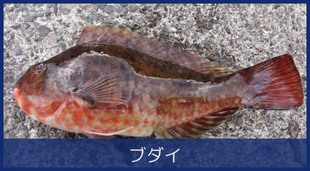 ブダイ