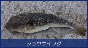 ショウサイフグ