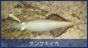 大人気「ケンサキイカ（アカイカ）」