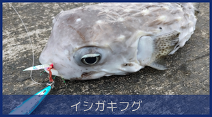 イシガキフグ