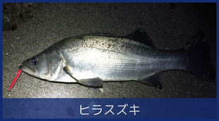 ヒラスズキ