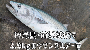 神津島・前浜桟橋で3.9kgホウサンをルアーで