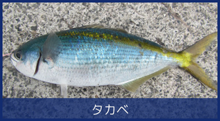 タカベ