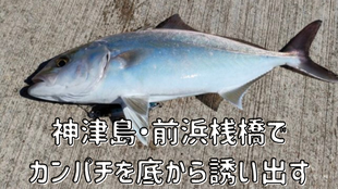 神津島・前浜桟橋でカンパチを底から誘い出す
