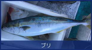 ブリ