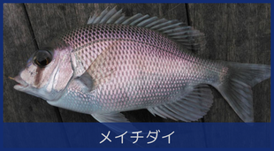 メイチダイ
