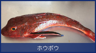 ホウボウ