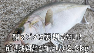 朝マズメは裏切らない！前浜桟橋でカンパチ2.8kg
