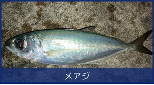 メアジ
