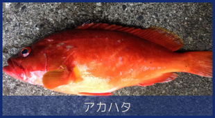 アカハタ