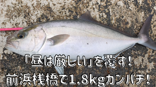 昼は厳しいを覆す！前浜桟橋で1.8kgカンパチ