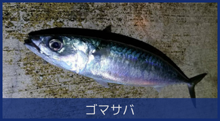 ゴマサバ