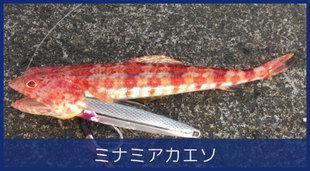 ミナミアカエソ
