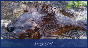 ムラソイ