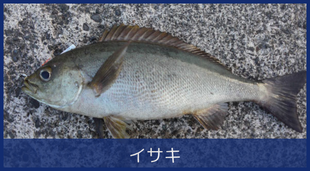 イサキ