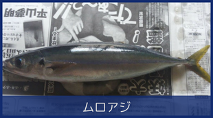 ムロアジ
