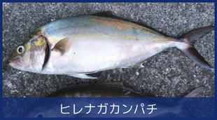 ヒレナガカンパチ