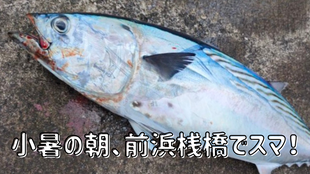 小暑の朝、前浜桟橋でスマ