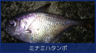 ミナミハタンポ