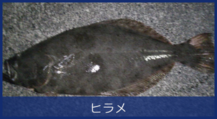 ヒラメ